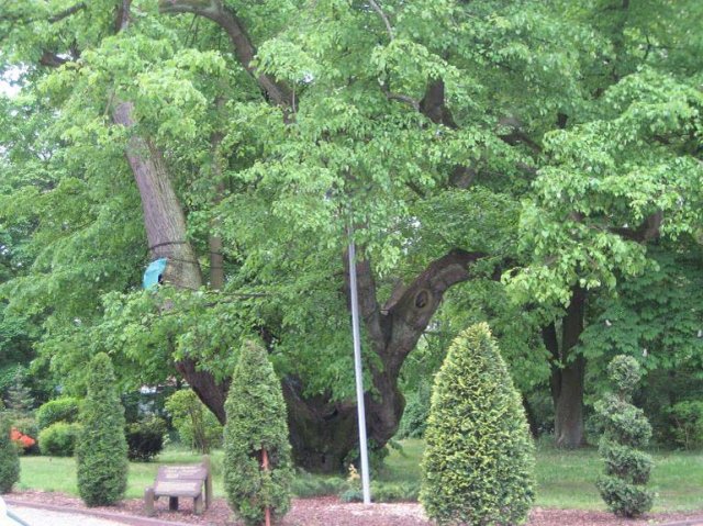 Pomnik przyrody Lipa "Anna" w Kliniskach