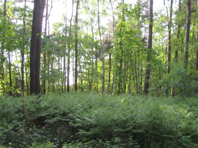 Las w okolicach Klinisk