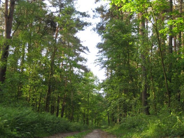 Las w okolicach Klinisk